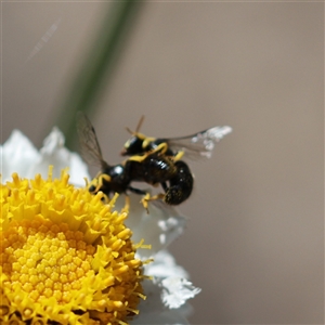 Hylaeus (Gnathoprosopis) euxanthus at Keiraville, NSW - 19 Nov 2019