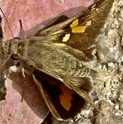 Trapezites phigalioides (Montane Ochre) at Kambah, ACT - 28 Oct 2024 by jac