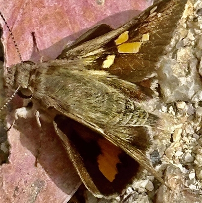 Trapezites phigalioides (Montane Ochre) at Kambah, ACT - 27 Oct 2024 by jac