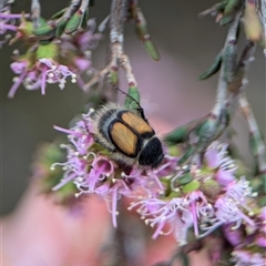 Liparetrus discipennis at Fisher, ACT - 27 Oct 2024 02:22 PM