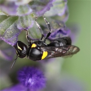 Hylaeus (Euprosopis) honestus at Unanderra, NSW - 30 Mar 2018