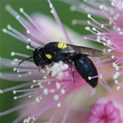 Hylaeus (Euprosopis) honestus (A hylaeine colletid bee) at Unanderra, NSW - 27 Nov 2016 by PaperbarkNativeBees