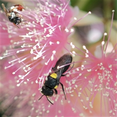 Hylaeus (Euprosopis) honestus at Unanderra, NSW - suppressed