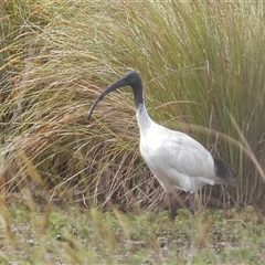 Threskiornis molucca (Australian White Ibis) at Yass River, NSW - 27 Oct 2024 by SenexRugosus