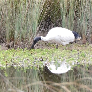 Threskiornis molucca at Yass River, NSW - 28 Oct 2024 08:21 AM