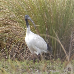 Threskiornis molucca at Yass River, NSW - 28 Oct 2024 08:21 AM