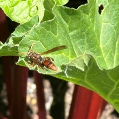 Polistes (Polistella) humilis (Common Paper Wasp) at Bonner, ACT - 28 Oct 2024 by MegFluke