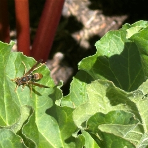 Polistes (Polistella) humilis at Bonner, ACT - 28 Oct 2024