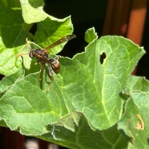 Polistes (Polistella) humilis at Bonner, ACT - 28 Oct 2024 11:27 AM