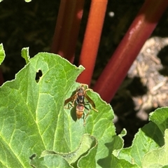 Polistes (Polistella) humilis at Bonner, ACT - 28 Oct 2024 11:27 AM