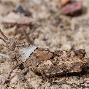 Cirphula pyrrhocnemis at Bruce, ACT - 28 Oct 2024