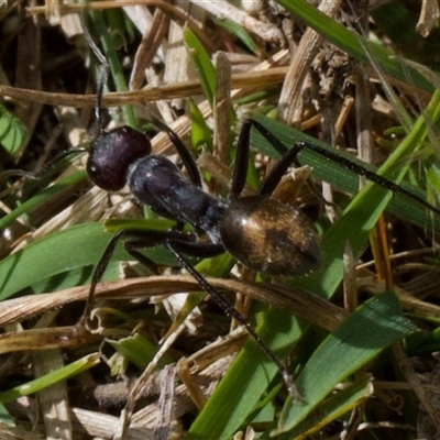 Camponotus suffusus (Golden-tailed sugar ant) at Aranda, ACT - 28 Oct 2024 by amiessmacro