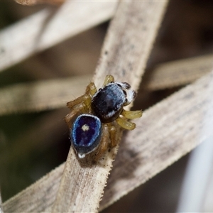 Maratus hesperus at Aranda, ACT - 28 Oct 2024 12:05 PM