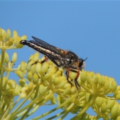 Neoscleropogon sp. (genus) (Robber fly) at Tharwa, ACT - 19 Jan 2024 by MichaelBedingfield