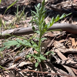 Papaver dubium at Higgins, ACT - 28 Oct 2024 12:24 PM