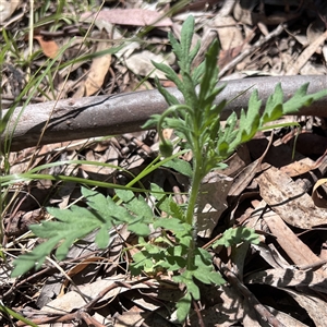 Papaver dubium at Higgins, ACT - 28 Oct 2024