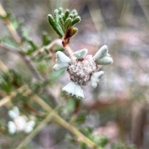 Spyridium furculentum (Forked Spyridium) at Nurcoung, VIC by MichaelBedingfield