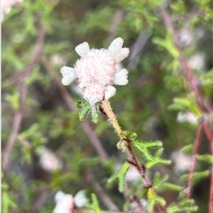Spyridium furculentum at suppressed - suppressed