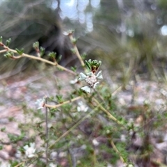 Spyridium furculentum at suppressed - suppressed