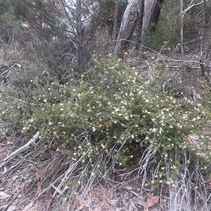 Spyridium furculentum at suppressed - suppressed