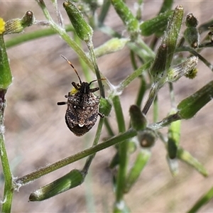 Oncocoris geniculatus at Lyons, ACT - 28 Oct 2024