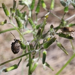 Oncocoris geniculatus at Lyons, ACT - 28 Oct 2024