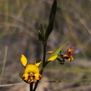 Diuris semilunulata at Captains Flat, NSW - 28 Oct 2024