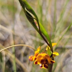 Diuris semilunulata at Captains Flat, NSW - 28 Oct 2024