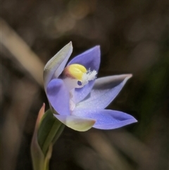 Thelymitra pauciflora (Slender Sun Orchid) at Captains Flat, NSW - 28 Oct 2024 by Csteele4