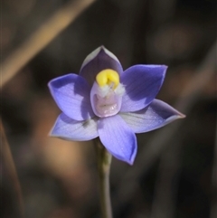 Thelymitra pauciflora at Captains Flat, NSW - suppressed