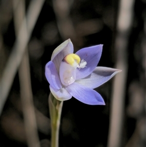 Thelymitra pauciflora at Captains Flat, NSW - suppressed