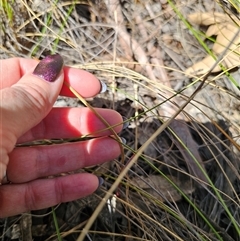 Thelymitra pauciflora at Captains Flat, NSW - suppressed