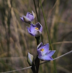 Thelymitra brevifolia (Short-leaf Sun Orchid) at Captains Flat, NSW - 28 Oct 2024 by Csteele4