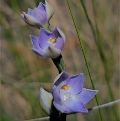 Thelymitra brevifolia at Captains Flat, NSW - suppressed