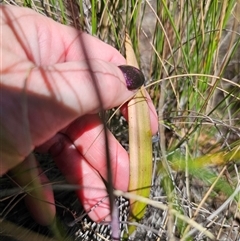 Thelymitra brevifolia at Captains Flat, NSW - suppressed