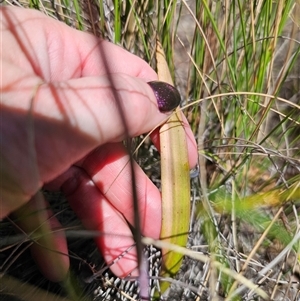 Thelymitra brevifolia at Captains Flat, NSW - 28 Oct 2024