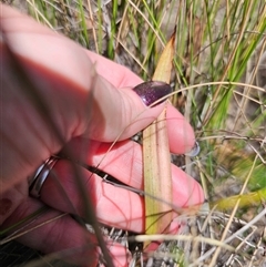 Thelymitra brevifolia at Captains Flat, NSW - suppressed