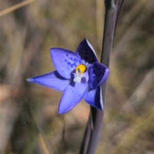 Thelymitra x truncata at Captains Flat, NSW - suppressed