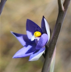 Thelymitra x truncata at Captains Flat, NSW - suppressed