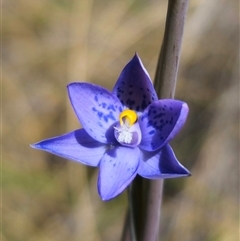 Thelymitra x truncata at Captains Flat, NSW - suppressed