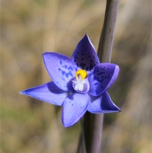 Thelymitra x truncata at Captains Flat, NSW - suppressed