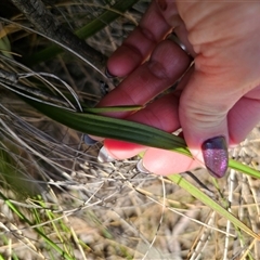 Thelymitra x truncata at Captains Flat, NSW - suppressed