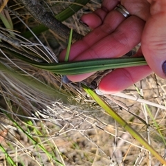 Thelymitra x truncata at Captains Flat, NSW - suppressed