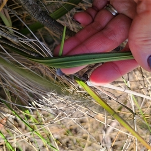 Thelymitra x truncata at Captains Flat, NSW - suppressed