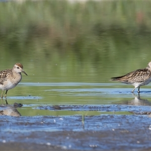 Calidris acuminata at Fyshwick, ACT - 25 Oct 2024 07:40 AM