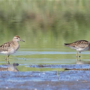 Calidris acuminata at Fyshwick, ACT - 25 Oct 2024 07:40 AM