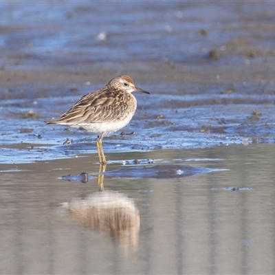 Calidris acuminata (Sharp-tailed Sandpiper) at Fyshwick, ACT - 26 Oct 2024 by rawshorty