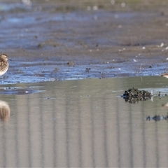 Calidris acuminata at Fyshwick, ACT - 26 Oct 2024 06:48 AM