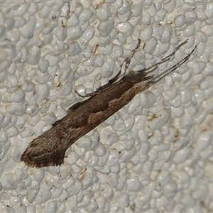 Plutella xylostella at Hall, ACT - 27 Oct 2024