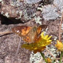 Vanessa kershawi (Australian Painted Lady) at Theodore, ACT - 28 Oct 2024 by owenh